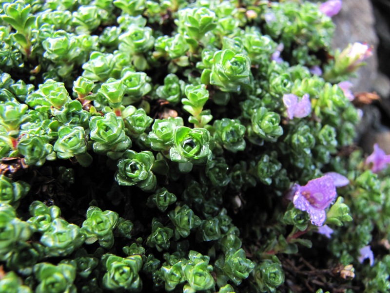 Sentieri ferrati, sentieri fioriti: i fiori dell''Albiolo